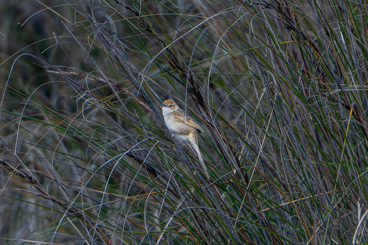 Матата руда - ML646934305