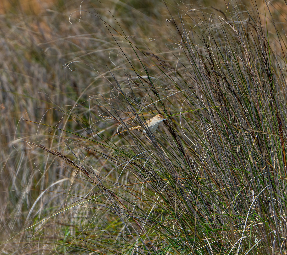 Матата руда - ML646934306