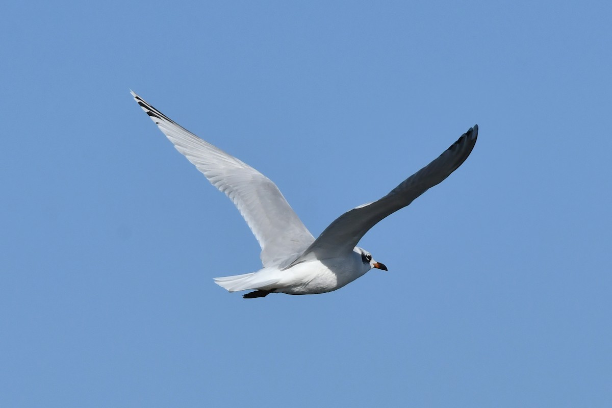 Mediterranean Gull - ML646934308