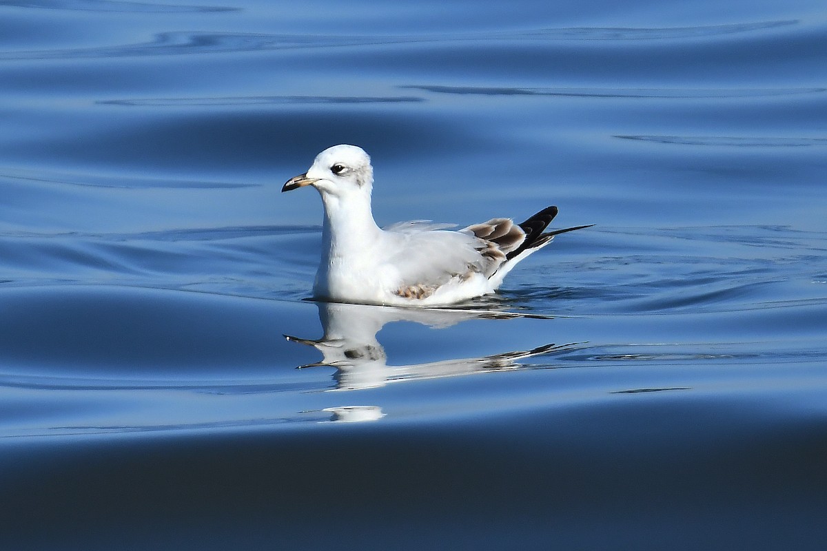 Mediterranean Gull - ML646934309