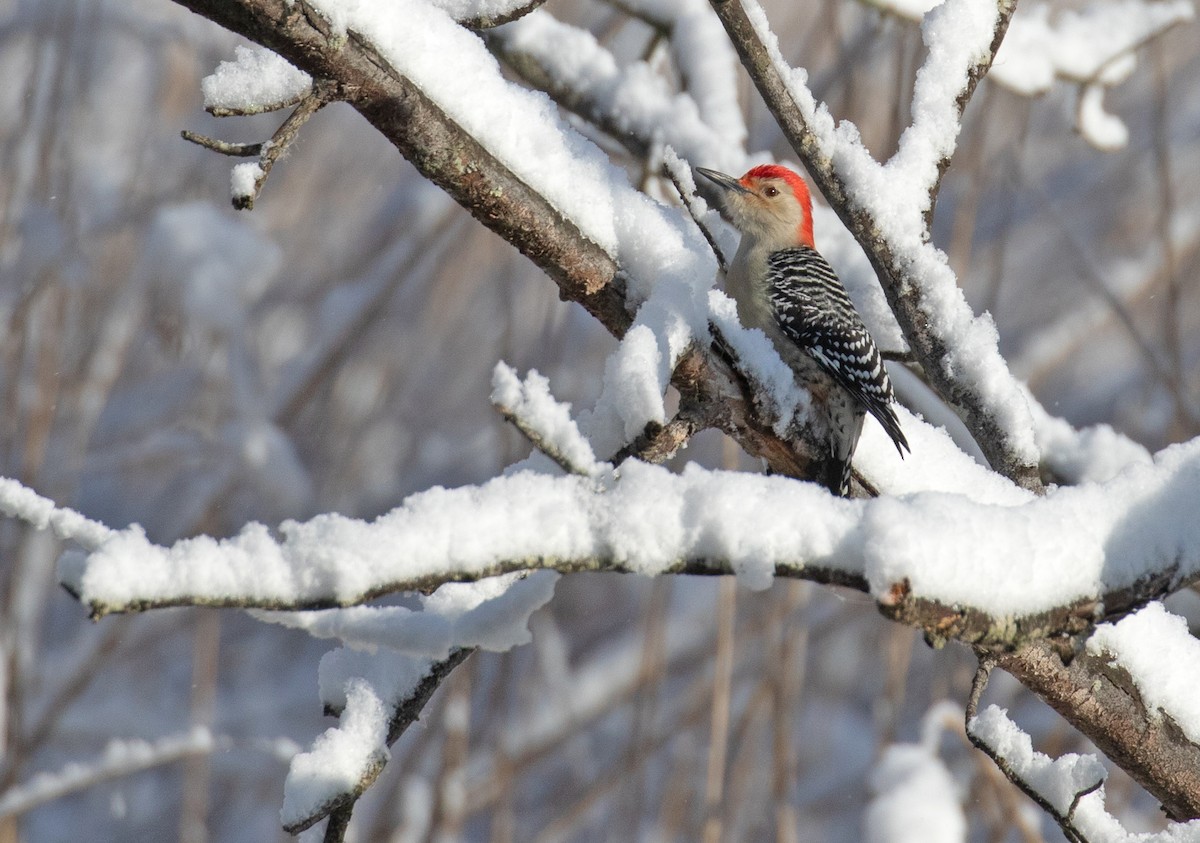 lundspett - ML646934310