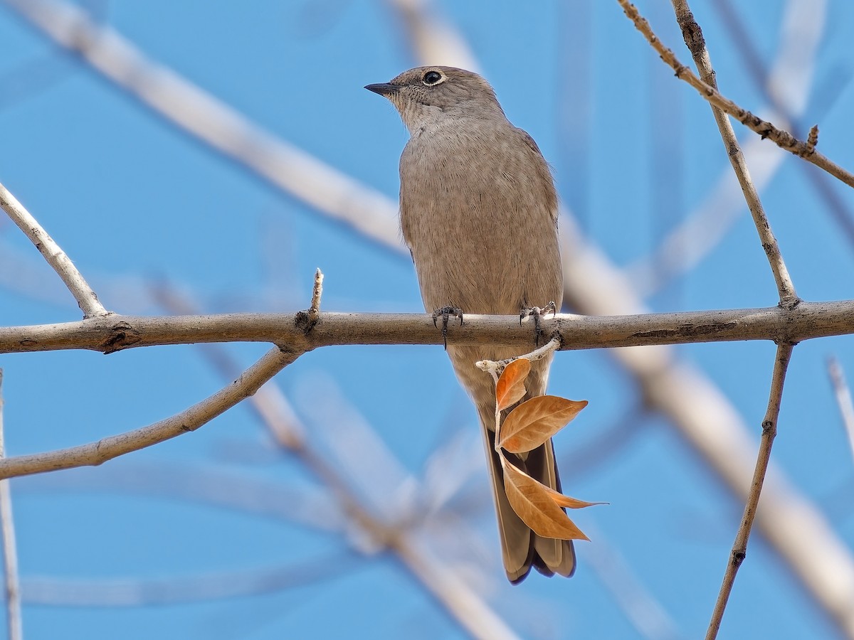 Townsend's Solitaire - ML646934312