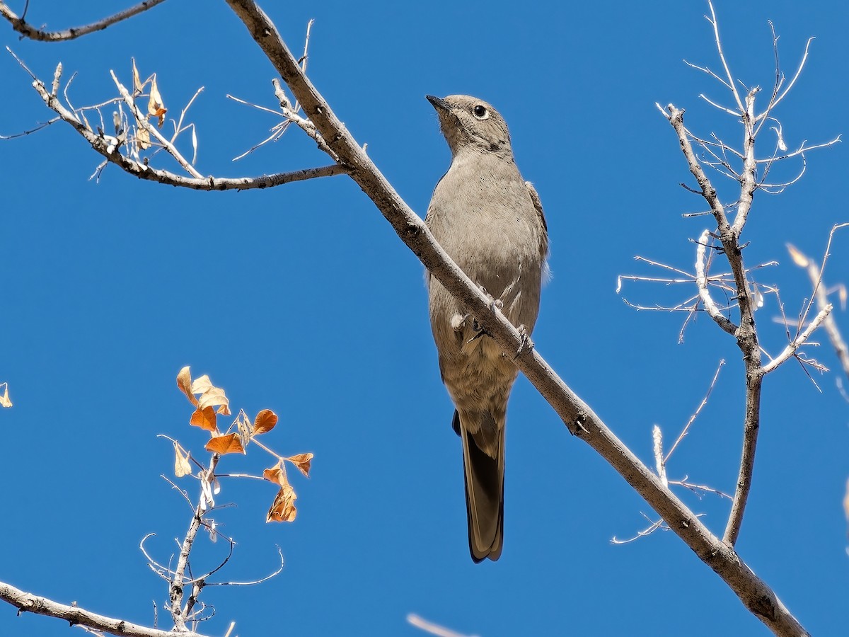 Townsend's Solitaire - ML646934313