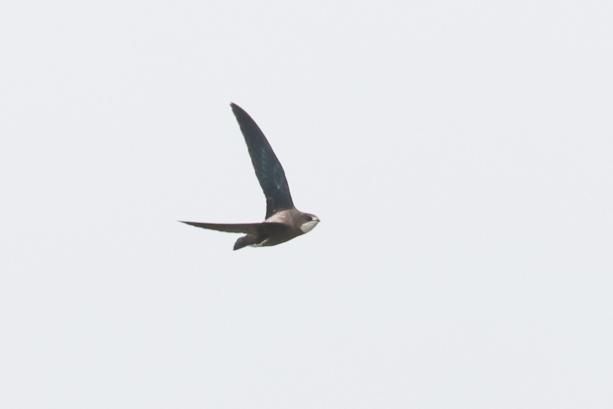 White-throated Needletail - ML646934314