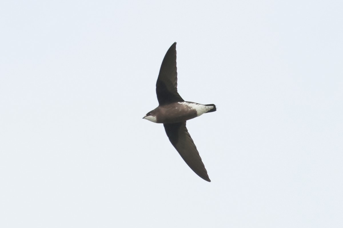 White-throated Needletail - ML646934315