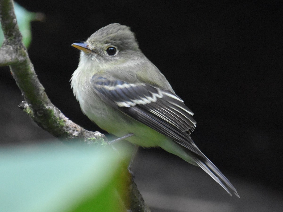 Mosquero Ventriamarillo - ML646934319