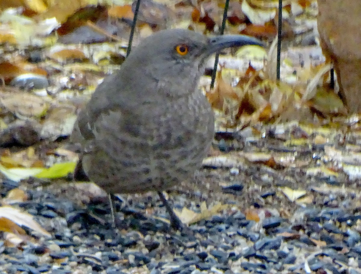 Curve-billed Thrasher - ML646934320