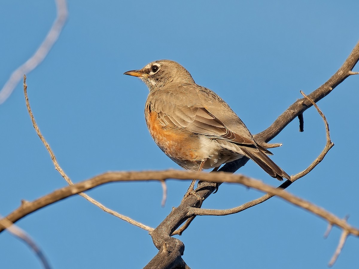 קיכלי נודד - ML646934326
