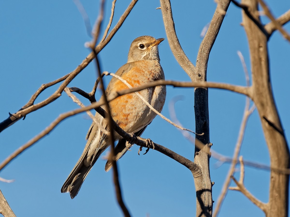 קיכלי נודד - ML646934327