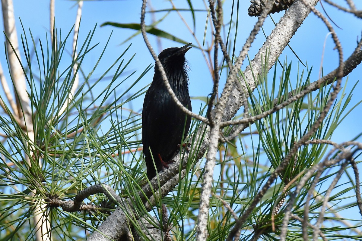 Spotless Starling - ML646934328