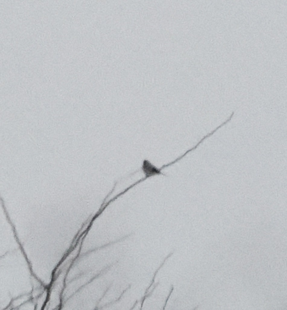 ťuhýk severní - ML646934334