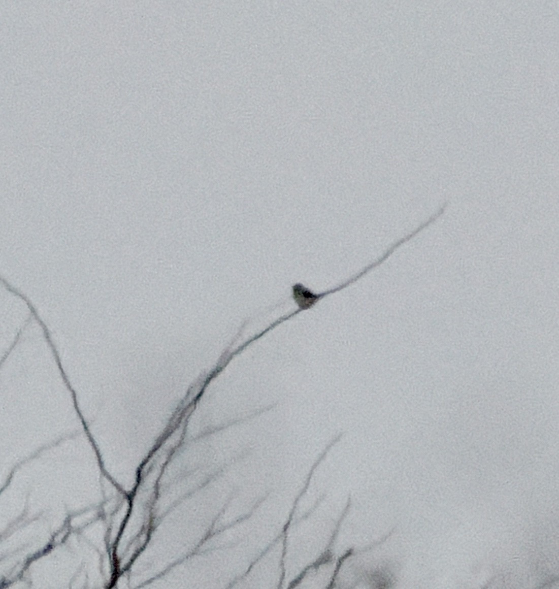 ťuhýk severní - ML646934335