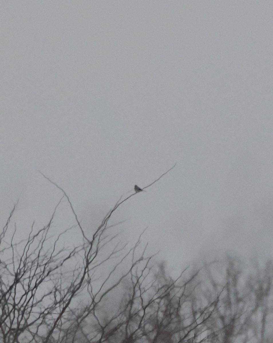 ťuhýk severní - ML646934336