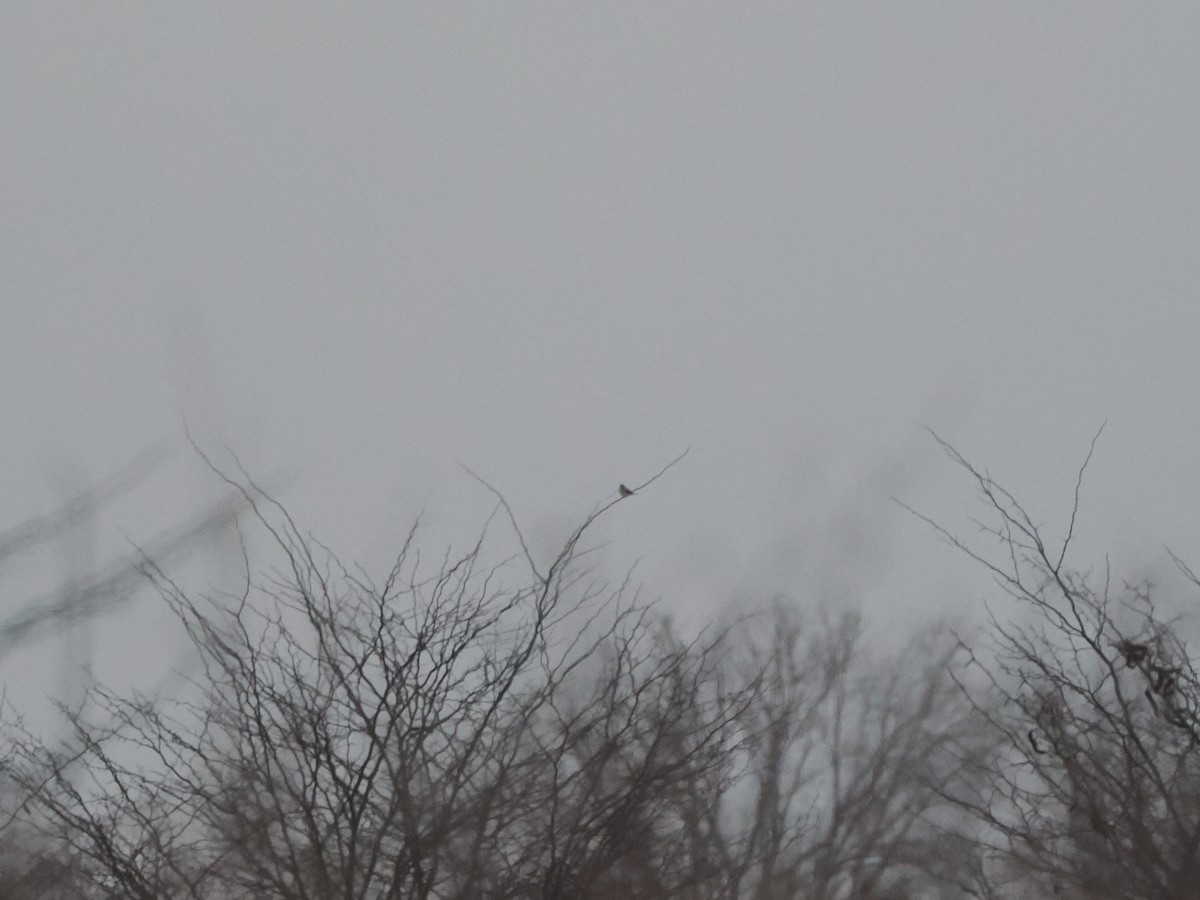 ťuhýk severní - ML646934337