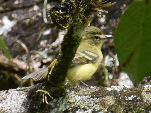 Mosquerito Amarillo - ML646934338
