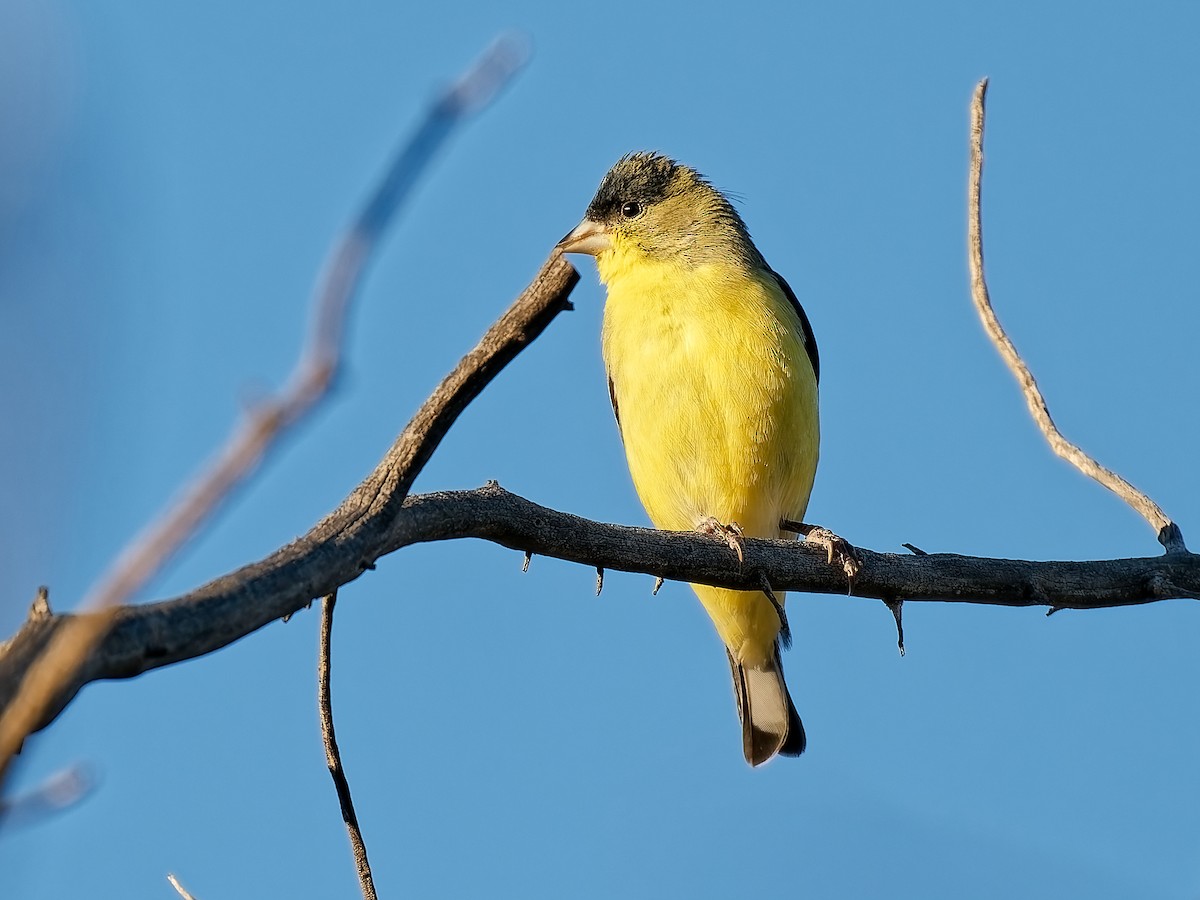 Lesser Goldfinch - ML646934340