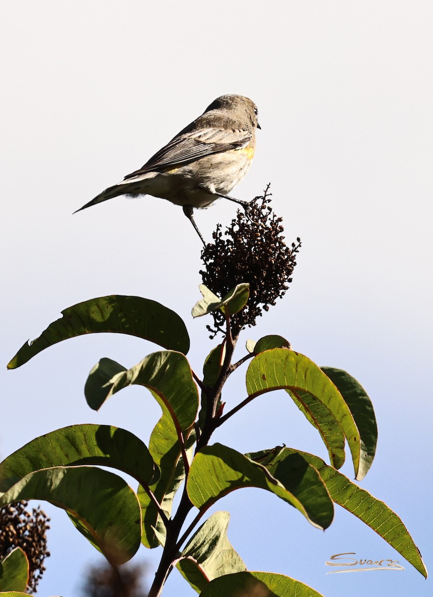 Reinita Coronada (de Audubon) - ML646934341
