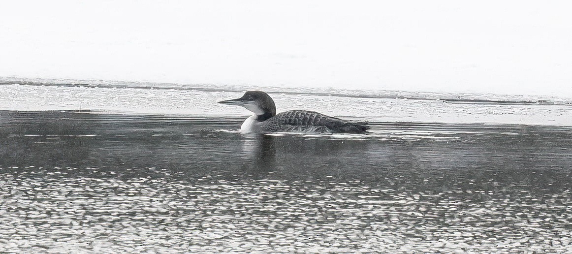 Common Loon - ML646934343