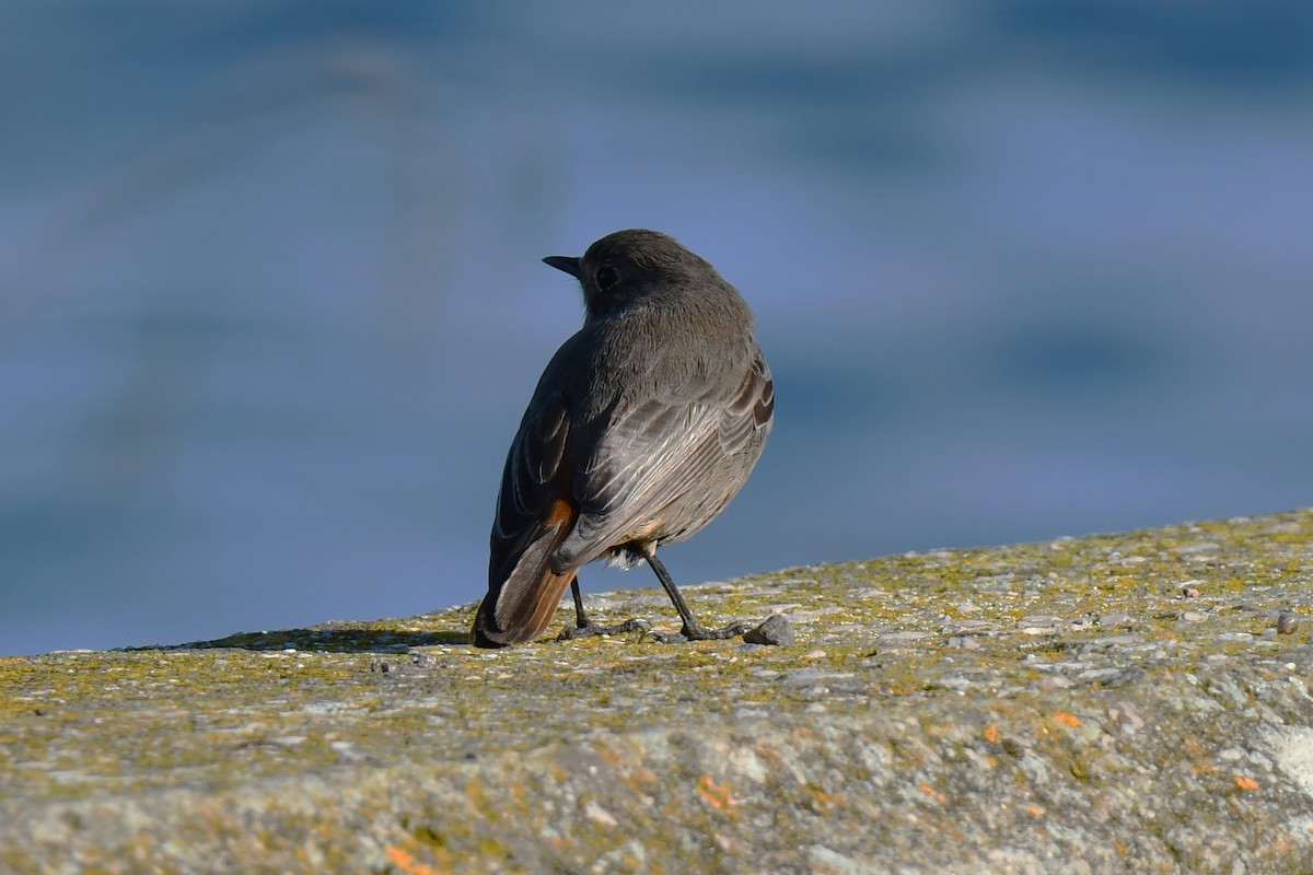 Black Redstart - ML646934345