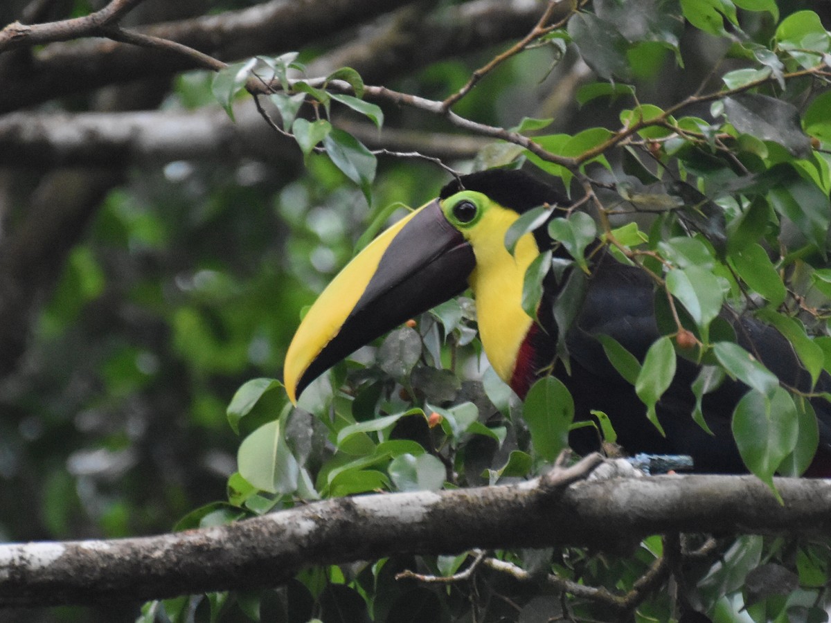 Тукан жовтошиїй - ML646934347