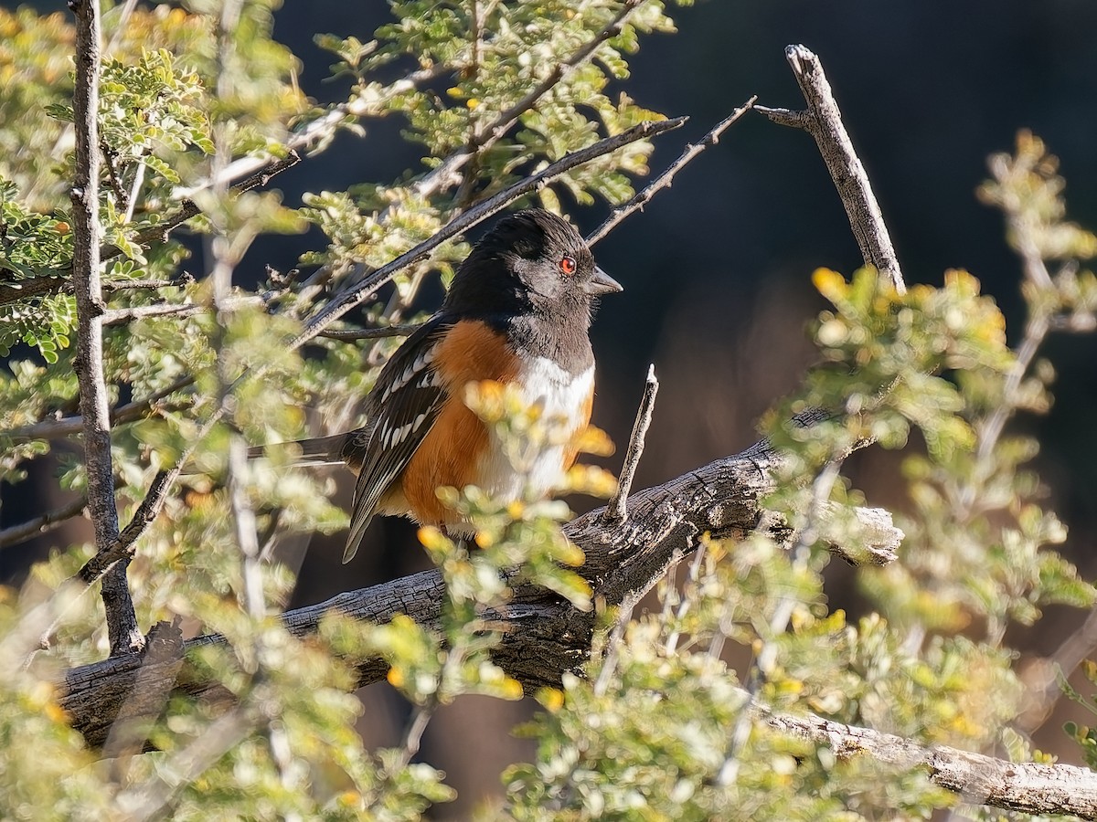 Spotted Towhee - ML646934348
