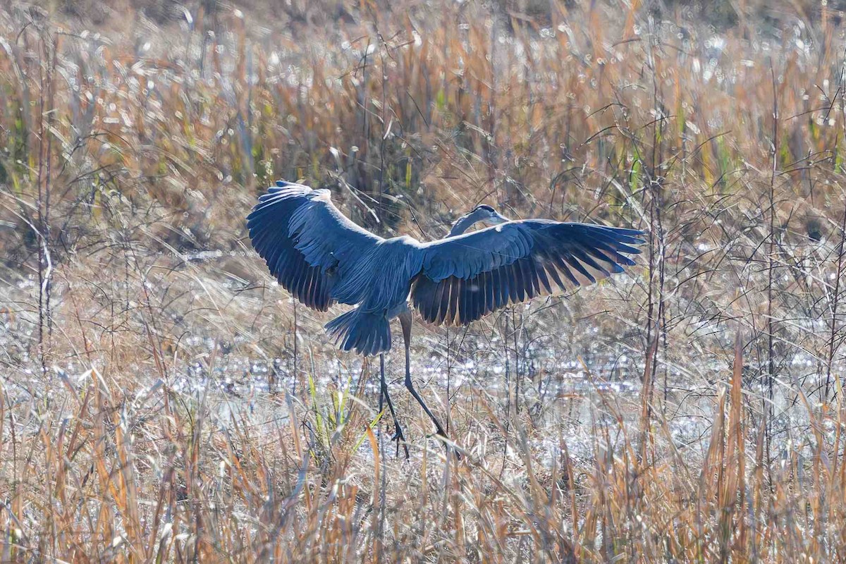 Great Blue Heron - ML646934350