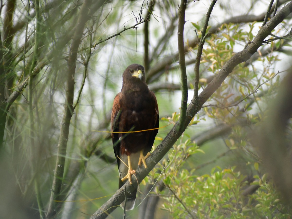 Harris's Hawk - ML646934351