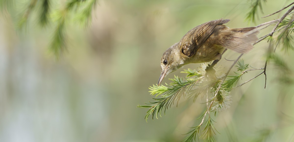 Avustralya Kamışçını - ML646934358