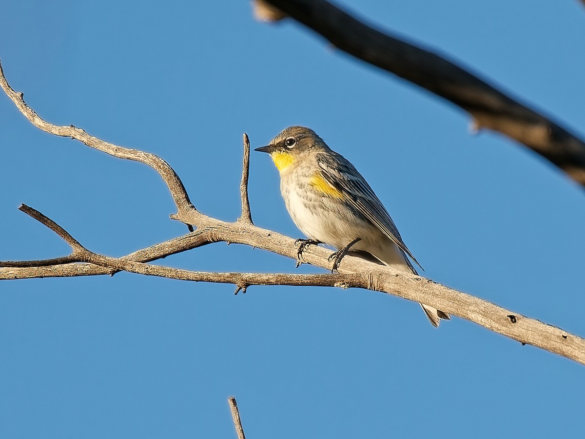 סבכון הכתר - ML646934359
