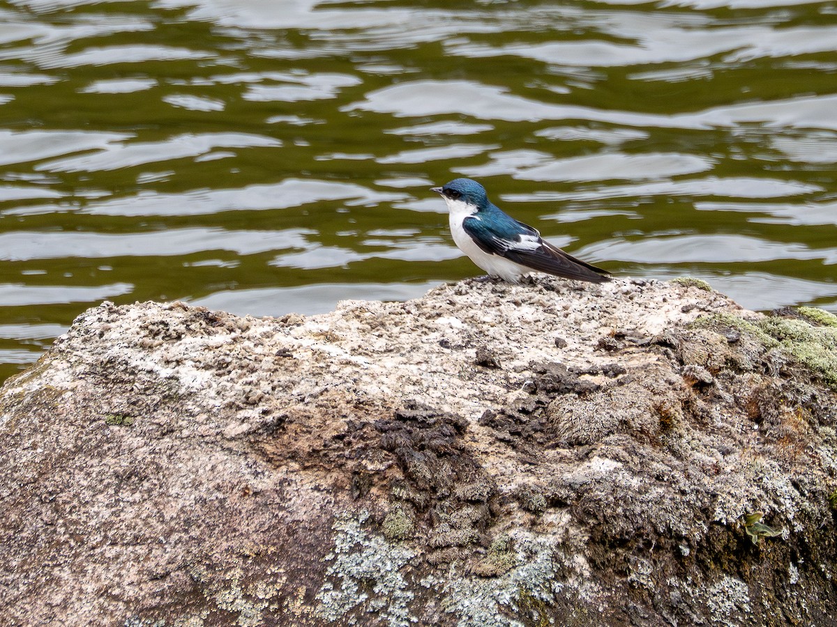 White-winged Swallow - ML646934361