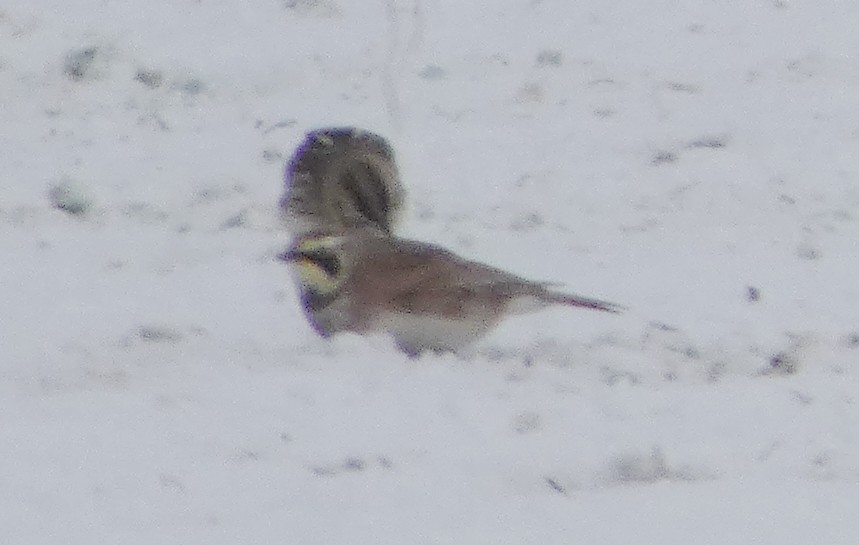 Mahmuzlu Çinte - ML646934363