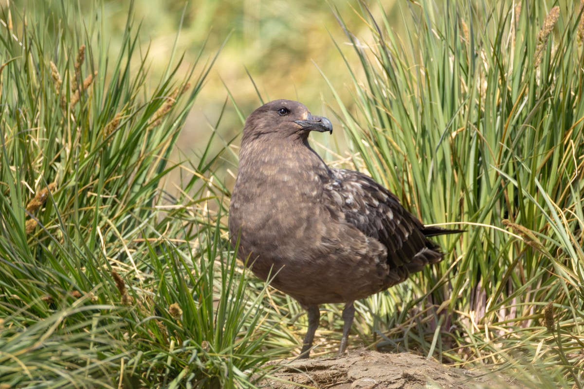 Brown Skua - ML646934364
