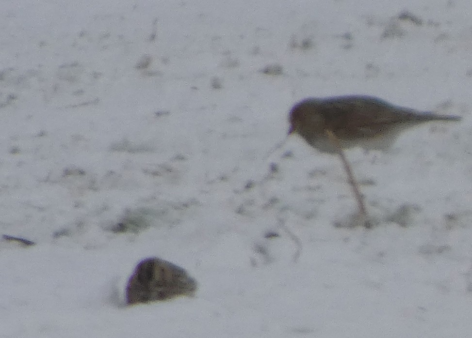 Mahmuzlu Çinte - ML646934366