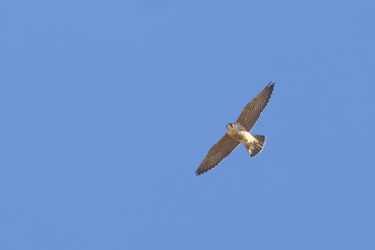 Peregrine Falcon - ML646934380