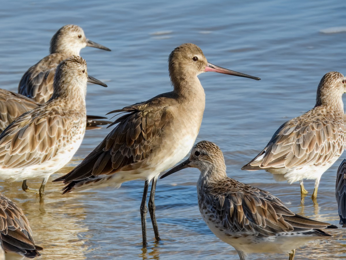 Barge à queue noire (melanuroides) - ML646934383