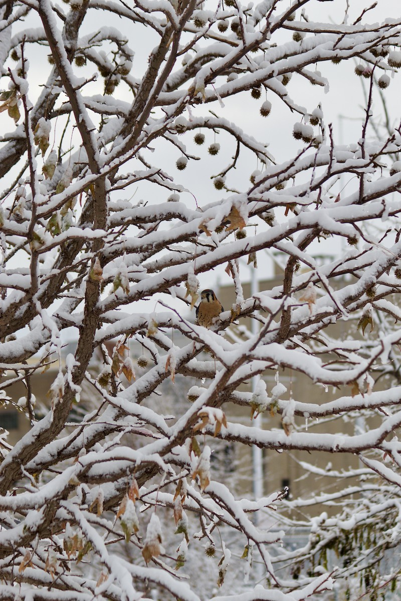 American Kestrel - ML646934390