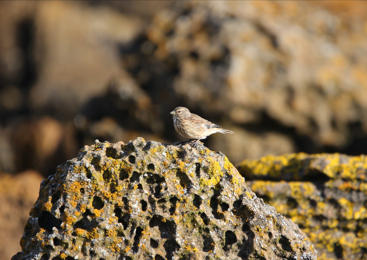 Eurasian Linnet - ML646934391
