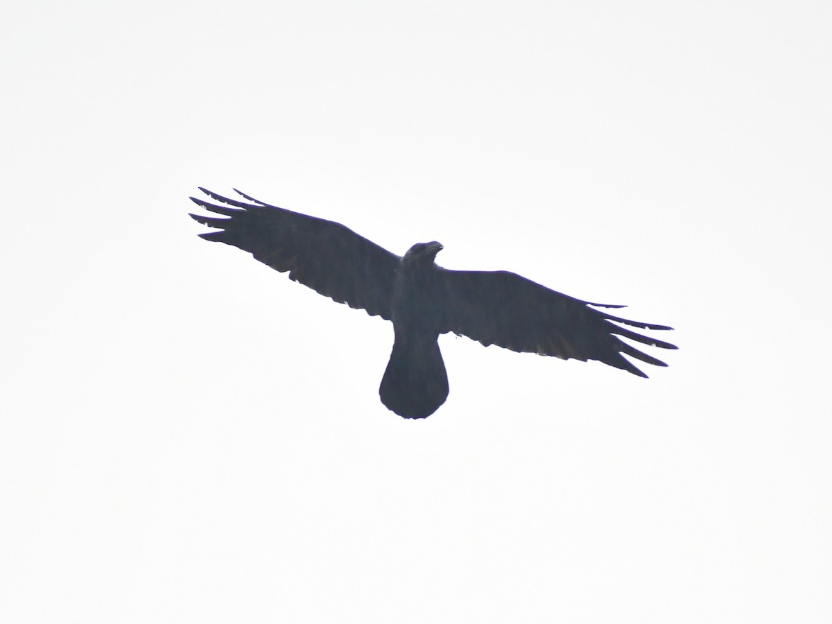 kaktusravn - ML646934392