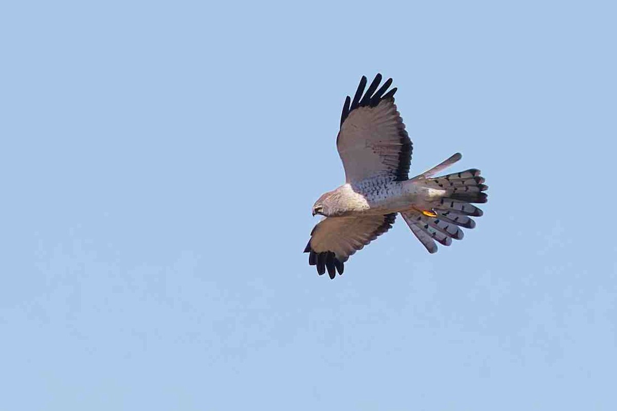 Northern Harrier - ML646934396