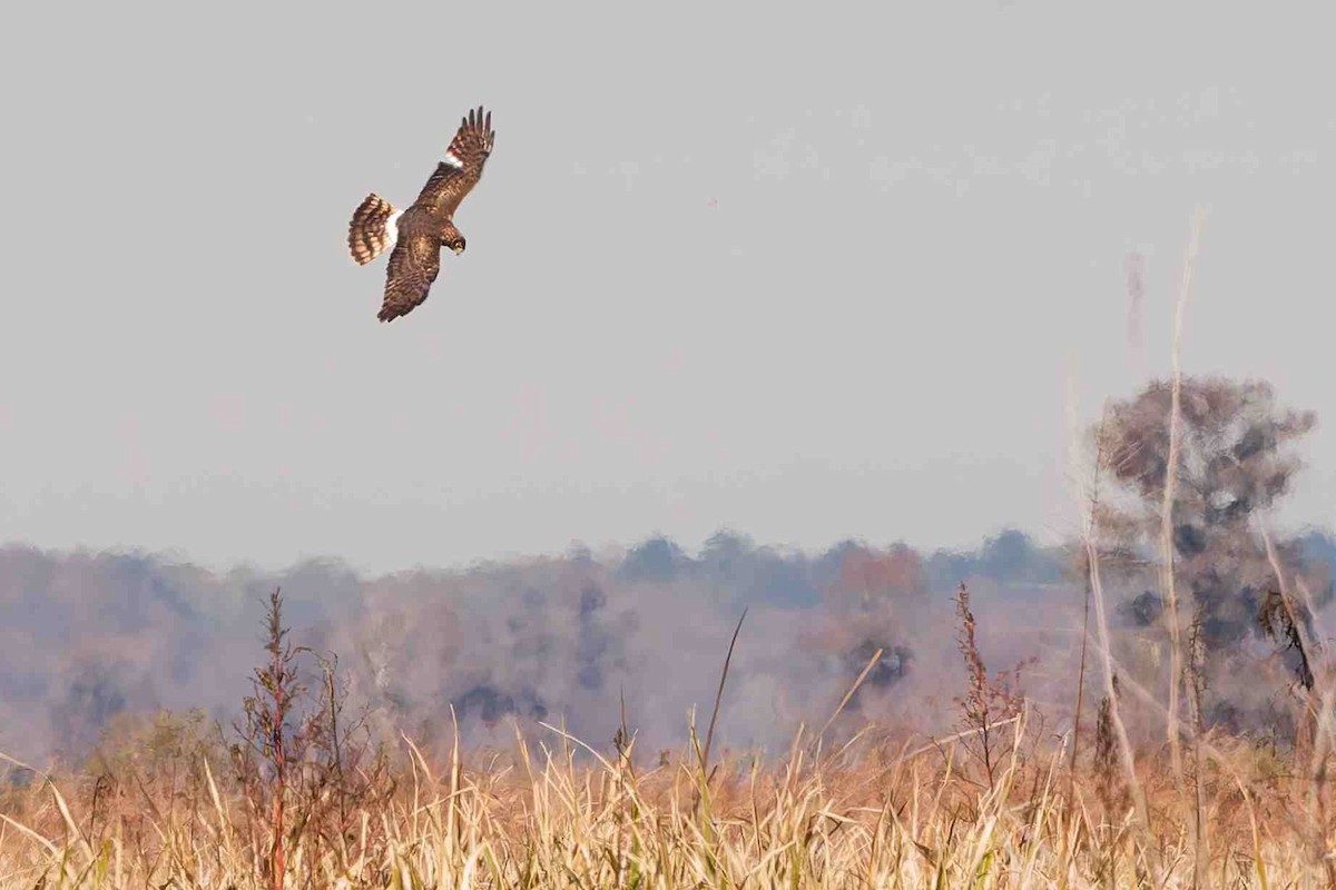 Northern Harrier - ML646934397