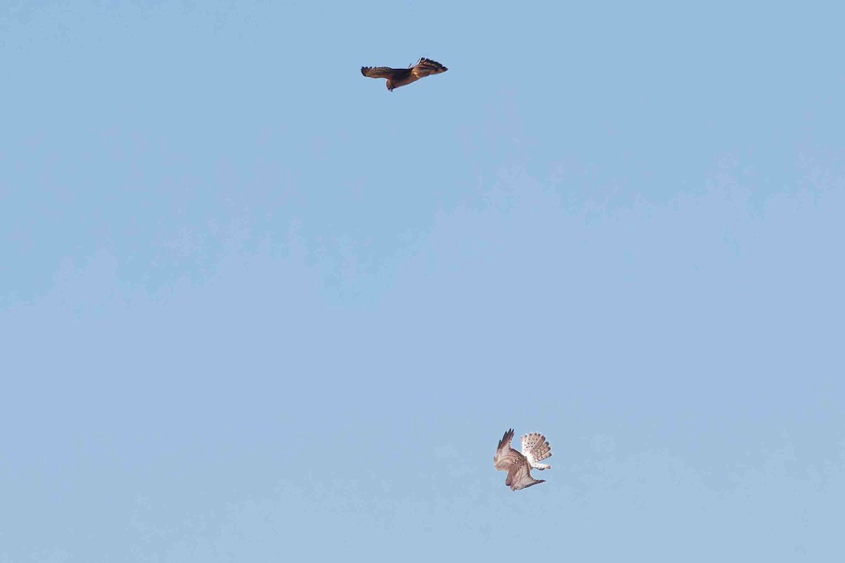 Northern Harrier - ML646934398