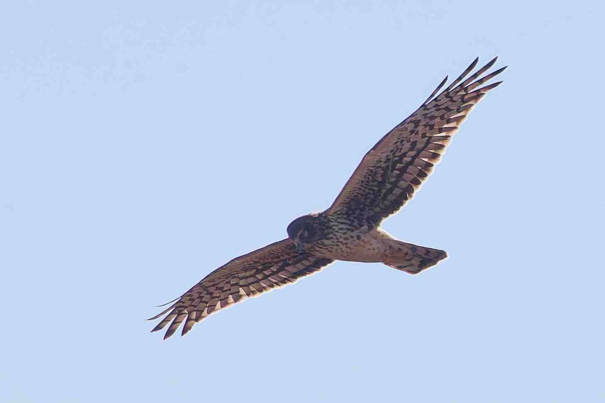 Northern Harrier - ML646934399