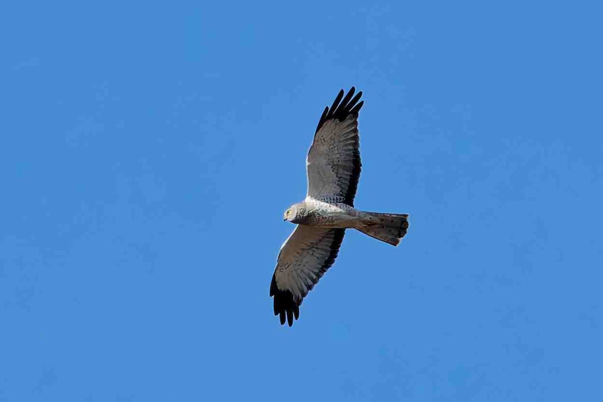 Northern Harrier - ML646934400