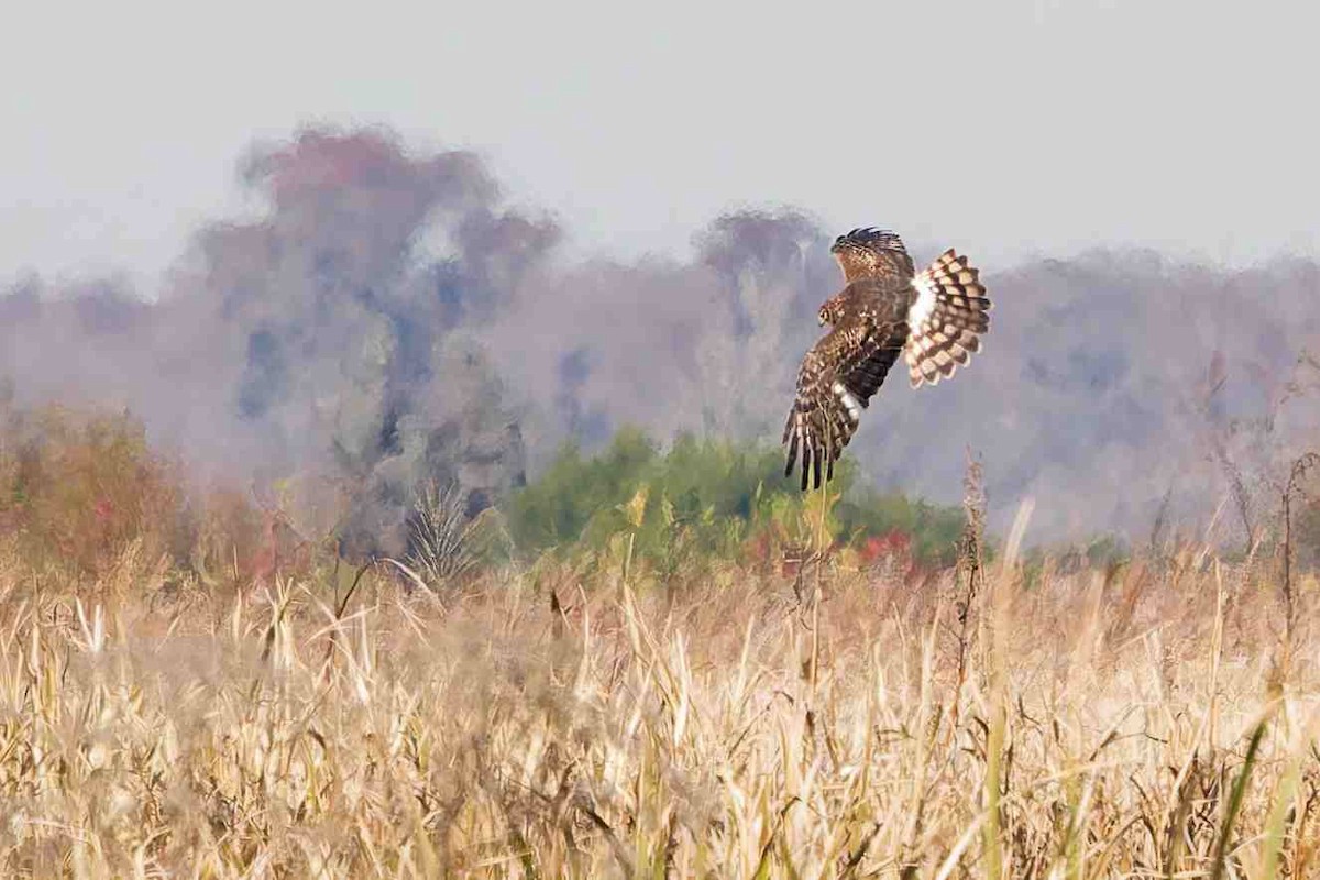 Northern Harrier - ML646934401