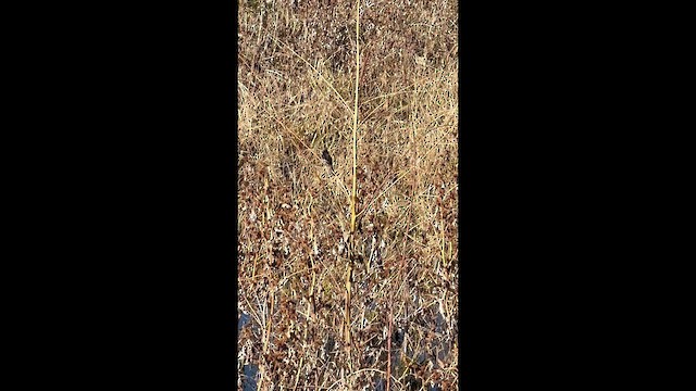 Феб чорний - ML646934404