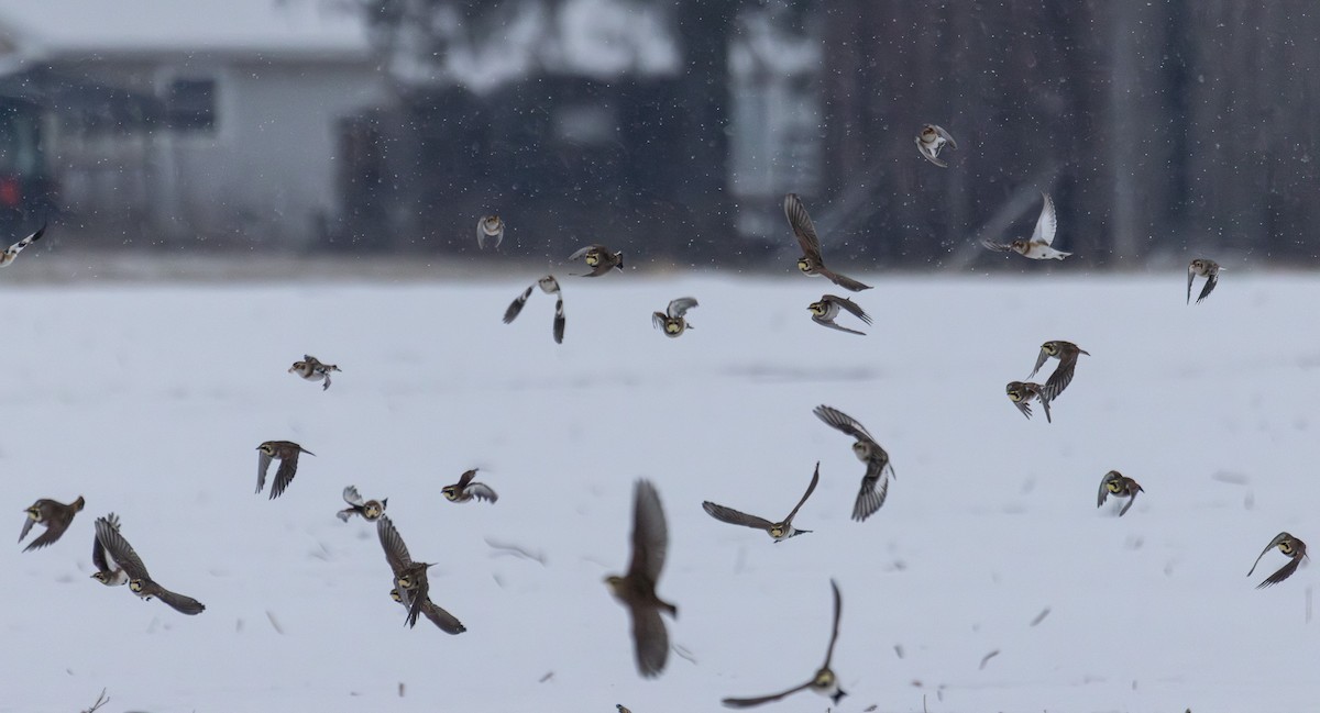 sněhule severní - ML646934406