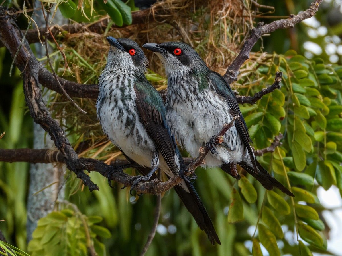 Stourne luisant (groupe metallica) - ML646934409