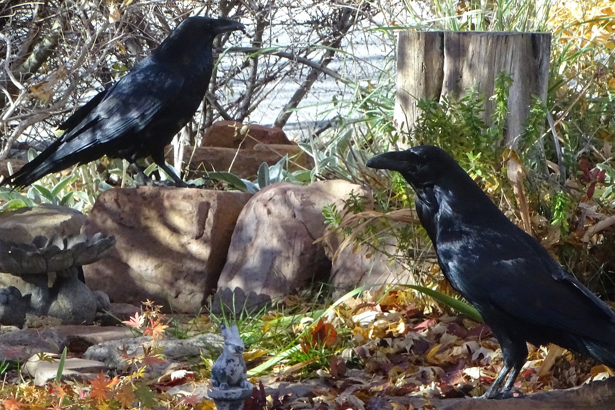 Common Raven - ML646934411