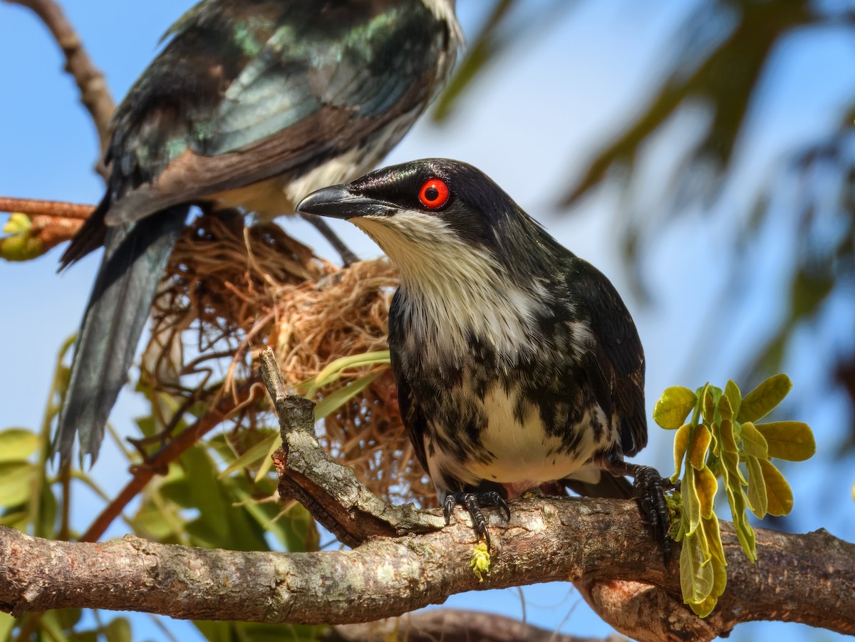 Stourne luisant (groupe metallica) - ML646934412