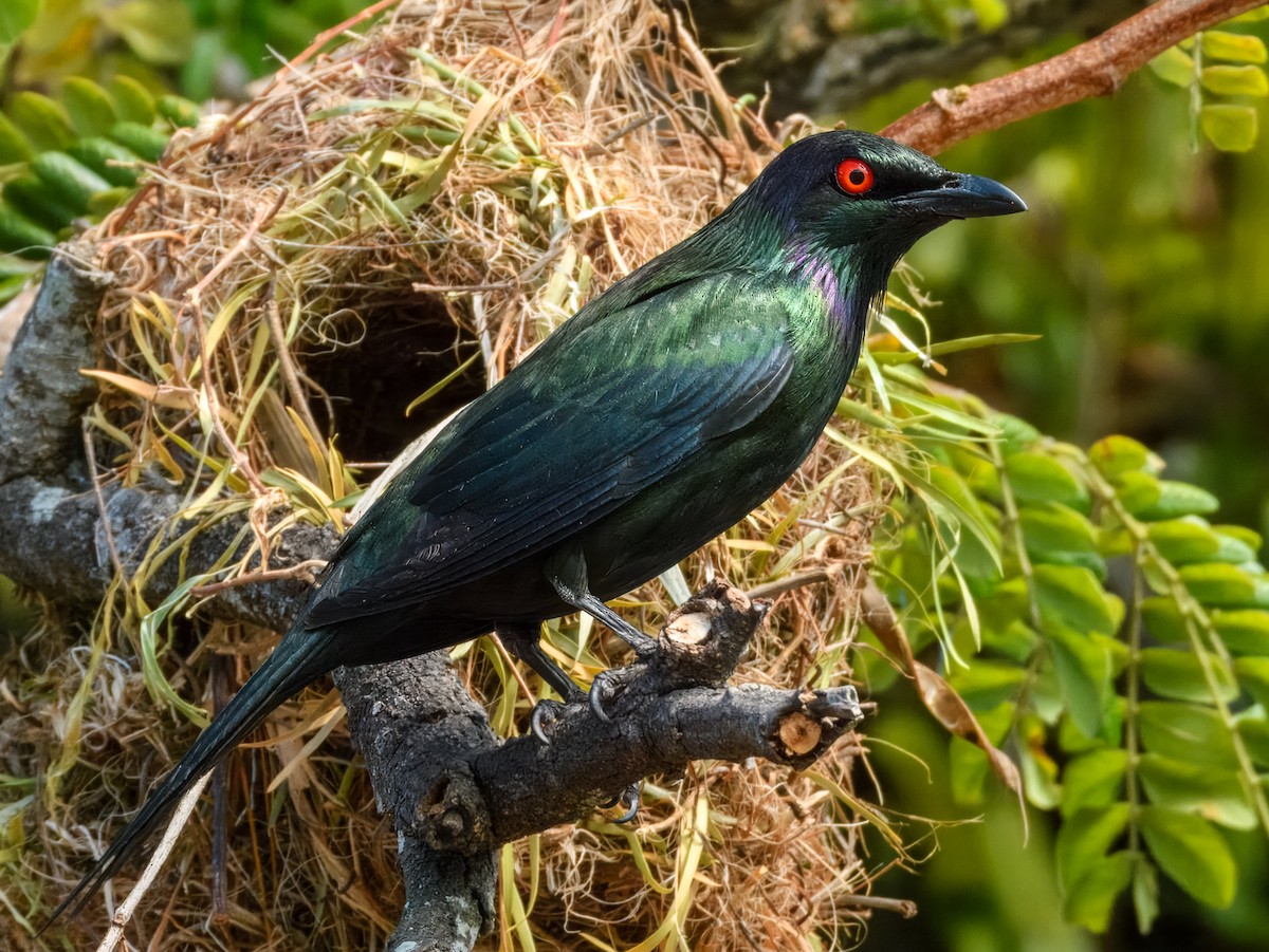 Stourne luisant (groupe metallica) - ML646934414